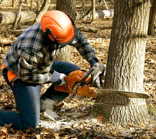 Tree Removal in Mather, CA